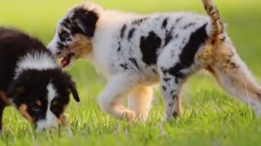 Yeşil çimlerin üzerinde şirin köpek yavrusu Avustralya çobanı