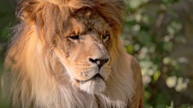 Güneş ışığında dinlenen güzel bir aslanın portresi. 4K Yavaş çekim videosu