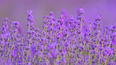 Yaz mevsiminde tarlada açan lavanta çiçekleri. Yavaş çekim 120 fps