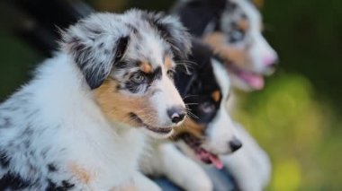 Avustralya çoban köpeğinin yeşil arka plandaki güzel yavruları..