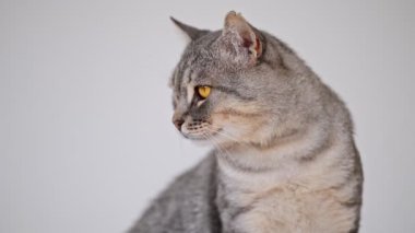 Tatlı gri tekir kedi başka tarafa bakıyor ve yalanıyor..