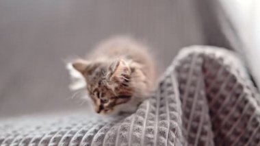 Gri bir battaniyenin üzerinde sevimli pofuduk kedi yavrusu.