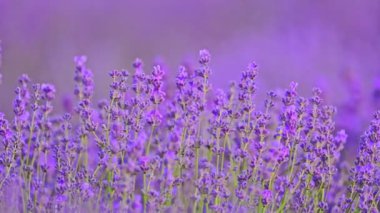Tarlada açan lavanta çiçekleri. Yavaş çekim 120 fps