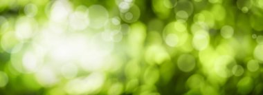 Doğadaki yeşil bokeh soyut bulanık arkaplan. Pankart fotoğrafı