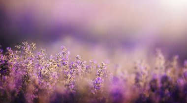 Menekşe lavanta tarlasında gün batımı.