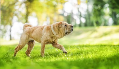 Shar pei 'nin portresi safkan köpek kahverengi çimenlerde yürüyor..
