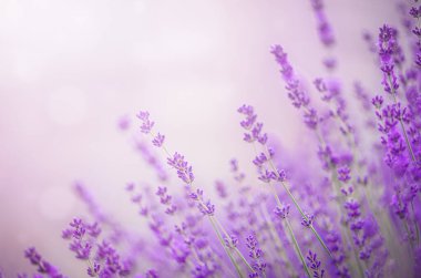 Gün batımında lavanta çiçeği tarlası kapanıyor..