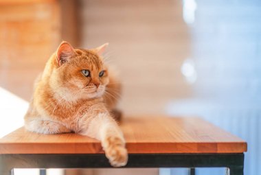 İskoç kısa boylu kedisi uzandı.