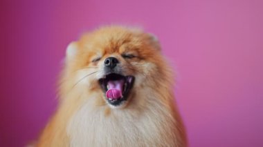 Mutlu Pomeranya köpekleri pembe arka planda esniyor..