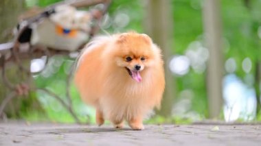 Parkta koşan mutlu Pomeranya köpekleri.