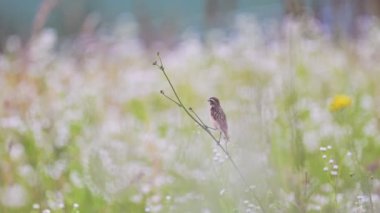 Tarlada bir dalda oturan küçük bir kuş..