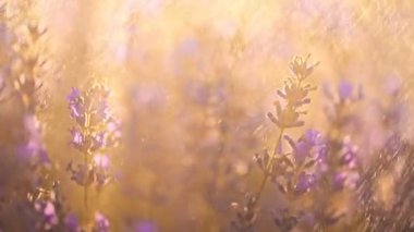 Güzel lavanta çiçekleri gündoğumunda yağmur damlaları altında.