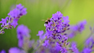 yaban arısı lavanta çiçeklerinde nektar toplar..