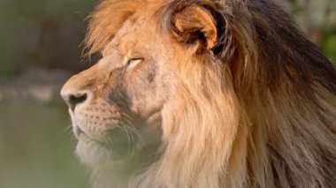 Güneş ışığında güzel ve güçlü bir iyon. 4K Yavaş çekim videosu