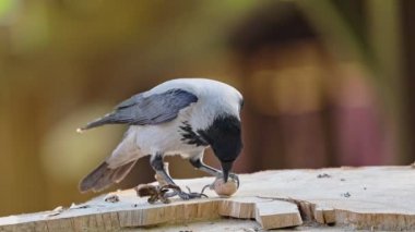 Kapüşonlu karga gagasında fındık tutuyor. Komik hayvanlar.