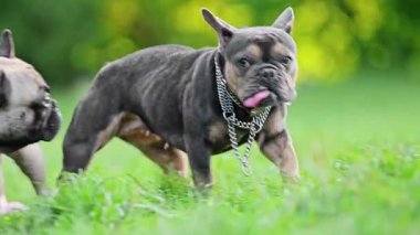 Fransız bulldog 'u yeşil çimlerde parkta yürüyor..