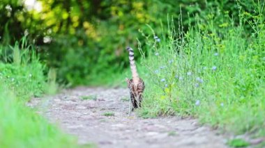 Bengal kedisi yolda yürüyor.