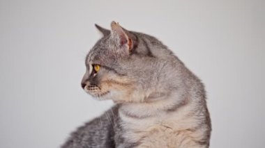Gri arka plana bakan sevimli gri tekir kedi..