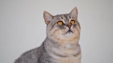 şirin gri tekir kedi arıyorum.
