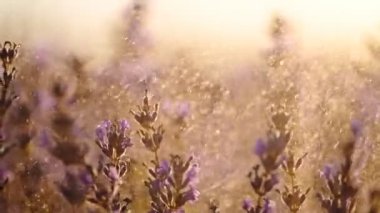 Güzel lavanta çiçekleri gündoğumunda yağmur damlaları altında.