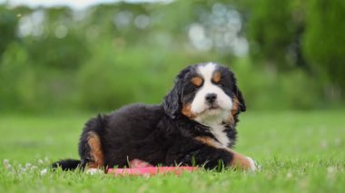 Bernese Dağ Köpeği Gadren 'deki yeşil çimlerin üzerinde yatıyor..
