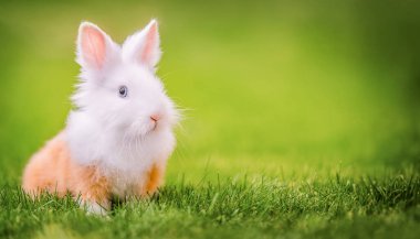 Ev dekoratif tavşanı. Küçük tavşancık. Paskalya tavşanı