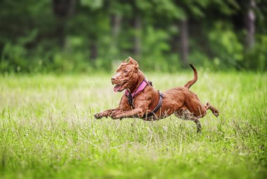 Güzel Kahverengi Amerikan Pitbull Terrier köpeği sahada koşuyor.