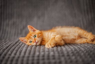 Cute little red kitten sleeps on fur blanket.