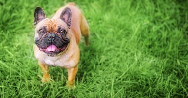 Yeşil çimlerin üzerinde komik kahverengi Fransız bulldog.