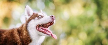 Doğada mavi gözlü güzel Sibirya Husky köpeği.