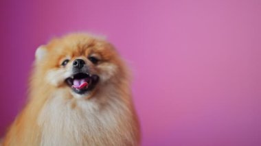 Pembe arka planda mutlu Pomeranya köpekleri.