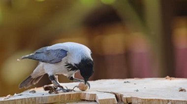 Kapüşonlu karga gagasında fındık tutuyor.