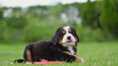 Bernese Dağ Köpeği Gadren 'deki yeşil çimlerin üzerinde.
