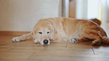 Golden Retriever yerde dinleniyor..