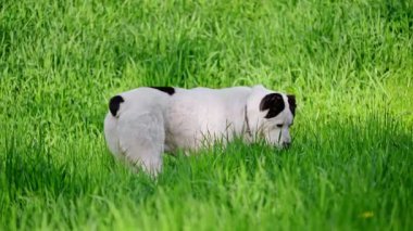 Orta Asya çoban köpeği yeşil çimlerin üzerinde.