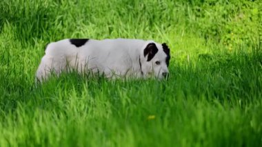 Orta Asya çoban köpeği yeşil çimlerde yürüyor..