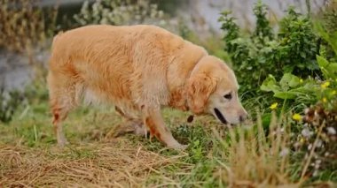 Golden retriever köpeği doğada yaz günü yürüyüşe çıkıyor.,