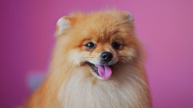 Pembe arka planda mutlu Pomeranya köpekleri. Yavaş çekim, 4k video