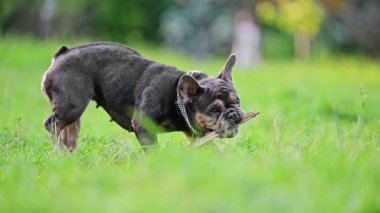 Fransız bulldog köpeği parkta yürüyor. Yavaş çekim, 4k video