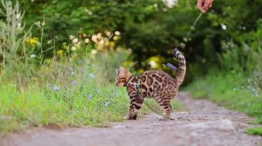 Bengal kedisi çimenlerde ve çiçeklerde yürüyor. Yavaş çekim, 4k video