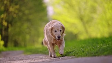 Golden Retriever köpeği yaz günü parkta yürüyor. Yavaş çekim, 4k video