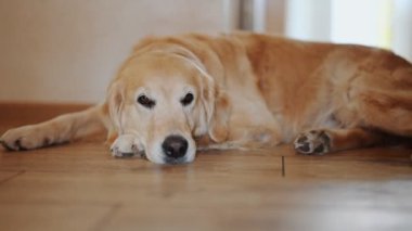 Golden Retriever evde uyuyor..