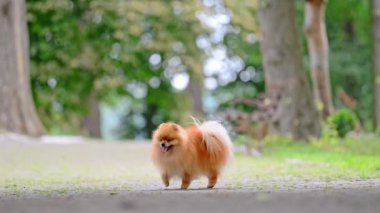 Pomeranya köpekleri parkta yürüyor..