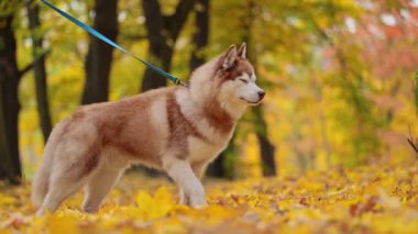 Parkta duran güzel Mutlu Husky köpeği. Yavaş çekim, 4k video