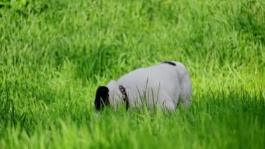 Orta Asya çoban köpeği yeşil çimlerin üzerinde.