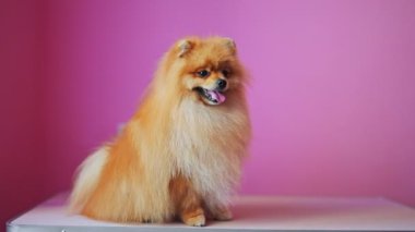 Pembe arka planda şirin turuncu Pomeranya köpekleri..