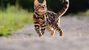 Bengal kedisi ve yazın açık havada oynamak, 4K görüntü..