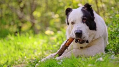 Orta Asya çoban köpeği çimlerin üzerinde yatarken bir çubuk kemirir. 4K görüntü..