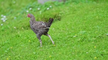 Yaz aylarında yeşil çimlerde yürüyen piliçler. 4k görüntü