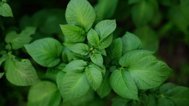 Patates hasadı yeşili yapraklar arka plan. 4k görüntü.